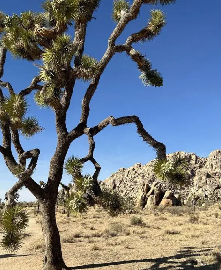What is the most beautiful hike in Joshua Tree