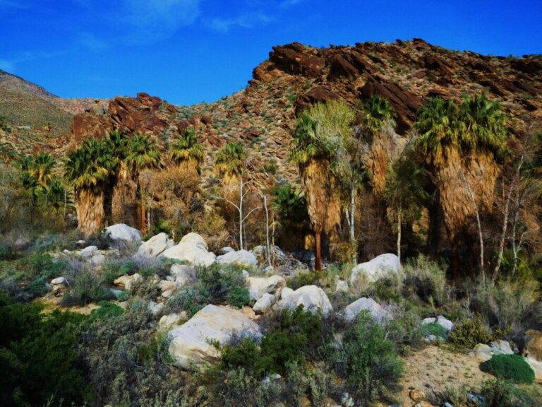 Why Choose Palm Springs for Hiking? Palm Springs Hiking Guide