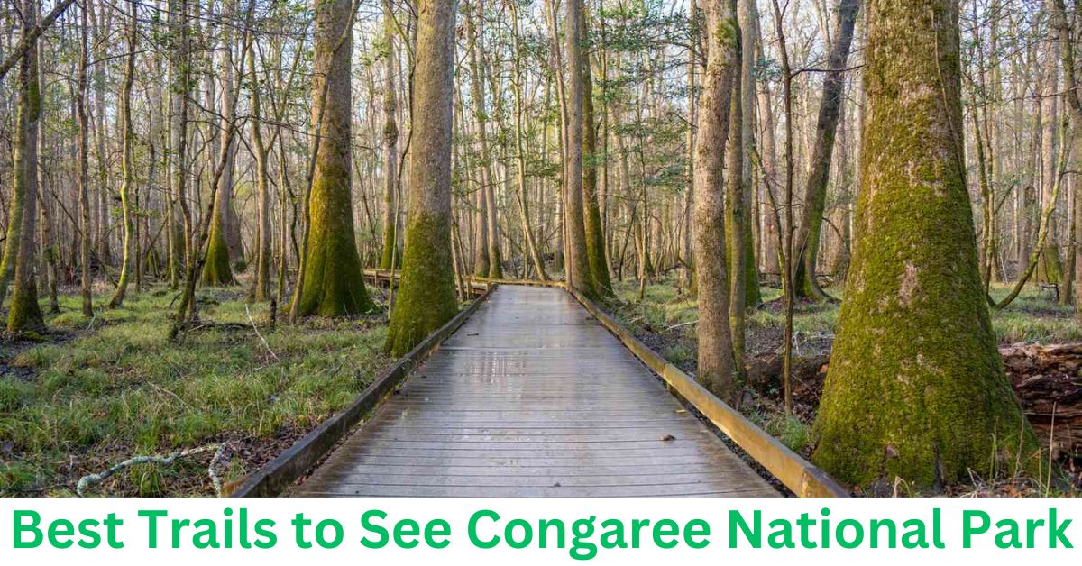 Discovering Old-Growth Forests in Congaree National Park