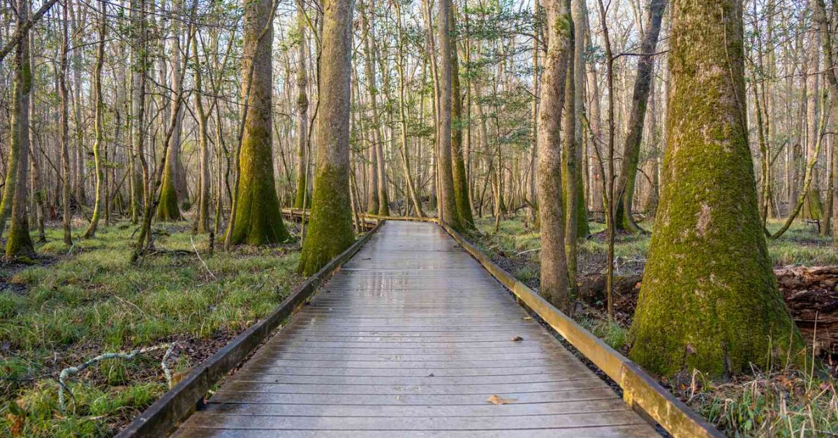 Why Kids Will Love Congaree National Park Boardwalk Trail