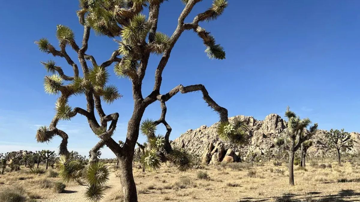 How Long is the Boy Scout Trail in Joshua Tree