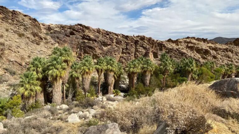Scenic view of Andreas Canyon Trail in Palm Springs with palm trees, desert rocks, and clear blue sky