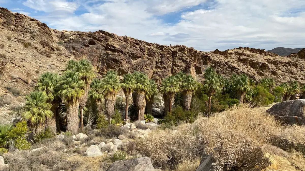 Scenic view of Andreas Canyon Trail in Palm Springs with palm trees, desert rocks, and clear blue sky